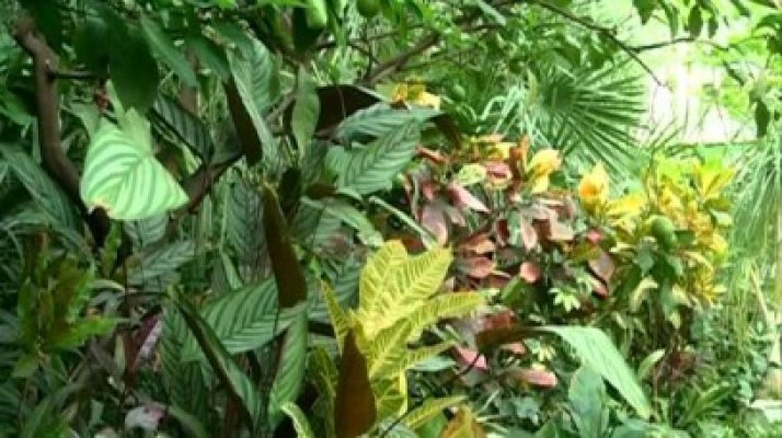 Unele plante de apartament pot aduce moartea